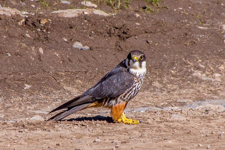 Baumfalke