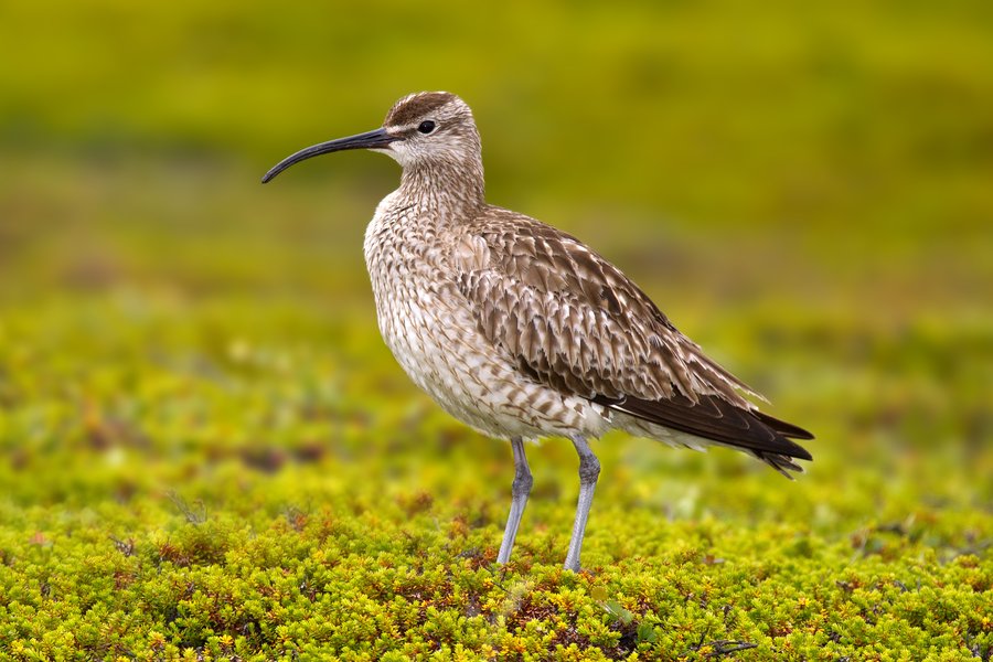 Regenbrachvogel