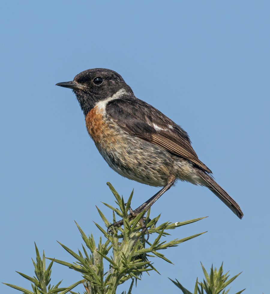 Schwarzkehlchen