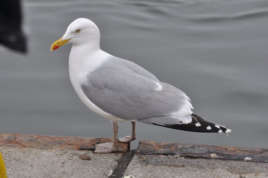 Silbermöwe