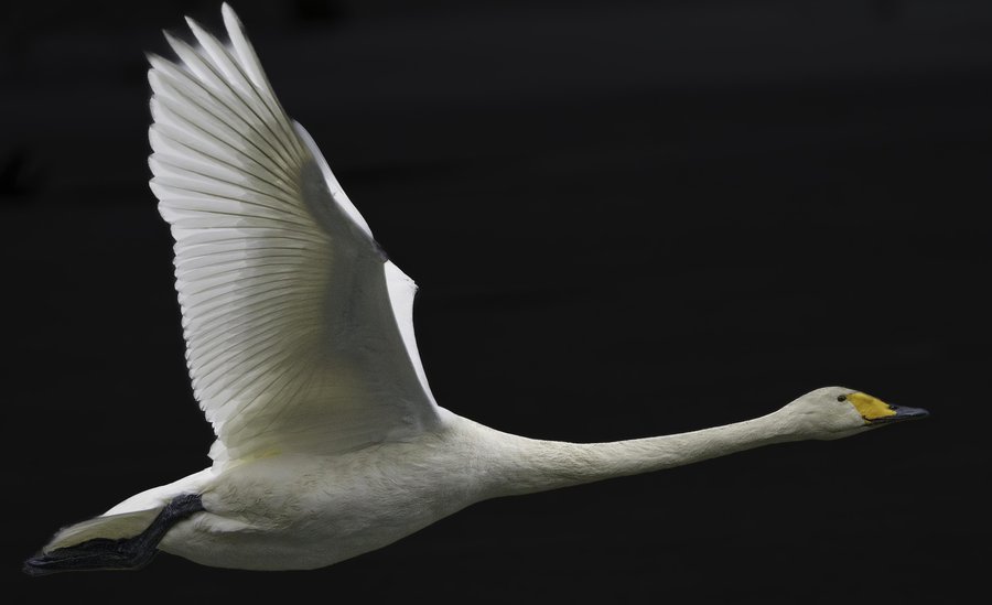 Singschwan