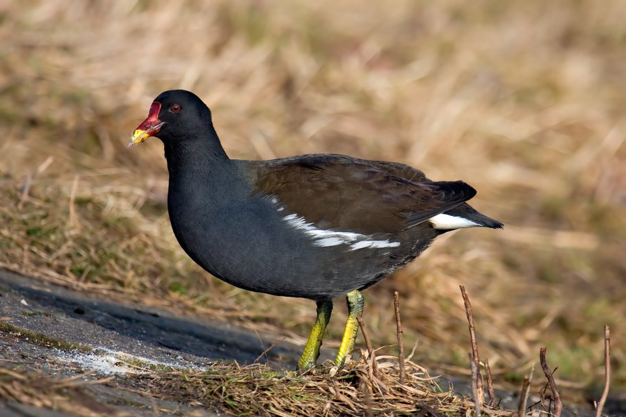 Teichhuhn